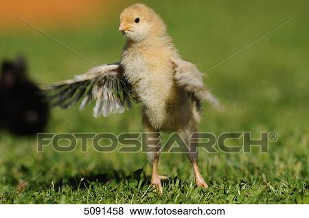 Barn fowl chick on a meadow View Large Photo Image Stock Photo - Barn fowl chick on a meadow . Fotosearch