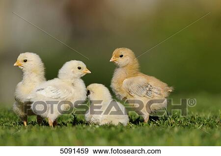 Stock Photo - Barn fowl chick on a meadow . Fotosearch