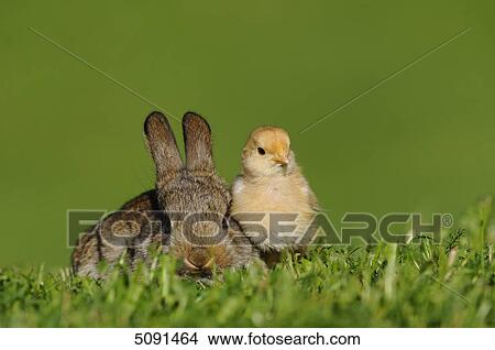 Picture - Barn fowl chicks and rabbit . Fotosearch