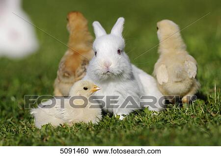 Barn fowl chicks and rabbit View Large Photo Image Stock Image - Barn fowl chicks and rabbit . Fotosearch