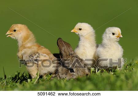 Barn fowl chicks and rabbit View Large Photo Image Stock Image - Barn fowl chicks and rabbit . Fotosearch