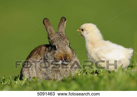 Barn fowl chicks and rabbit View Large Photo Image Stock Image - Barn fowl chicks and rabbit . Fotosearch