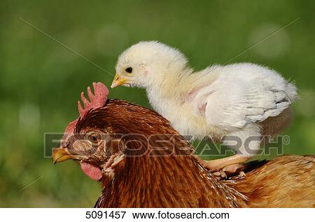 Barn fowl, Gallus gallus domesticus, and chick View Large Photo Image Stock Photo - Barn fowl, Gallus gallus domesticus, and chick . Fotosearch