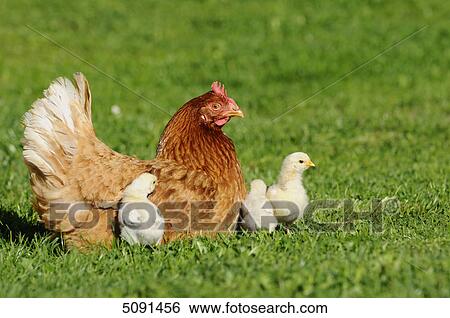 Barn fowl, Gallus gallus domesticus, and chick View Large Photo Image Stock Photograph - Barn fowl, Gallus gallus domesticus, and chick . Fotosearch