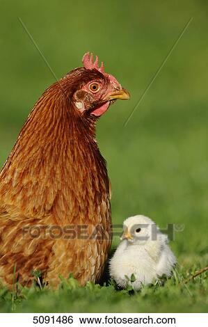 Barn fowl, Gallus gallus domesticus, and chick View Large Photo Image Stock Photograph - Barn fowl, Gallus gallus domesticus, and chick . Fotosearch