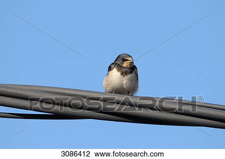 Barn Swallow Hirundo Rustica Sitting On A Power Line Close Up
