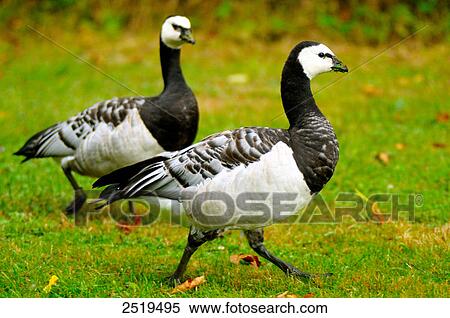 Barnacle geese (Branta leucopsis) in field View Large Photo Image Stock Photography - Barnacle geese (Branta leucopsis) in field . Fotosearch