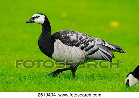 Picture - Barnacle goose (Branta leucopsis) in field . Fotosearch