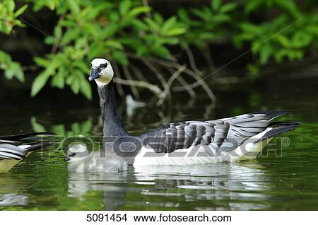 Barnacle goose, Branta leucopsis, with chick View Large Photo Image Picture - Barnacle goose, Branta leucopsis, with chick . Fotosearch