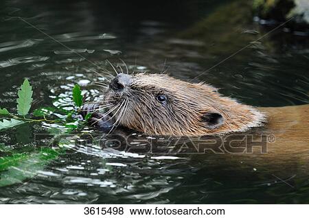 Beaver swimming in water, close-up View Large Photo Image Stock Photo - Beaver swimming in water, close-up . Fotosearch