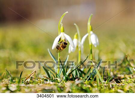 Bee on the blossom of a snowdrop, surface level View Large Photo Image Stock Image - Bee on the blossom of a snowdrop, surface level . Fotosearch