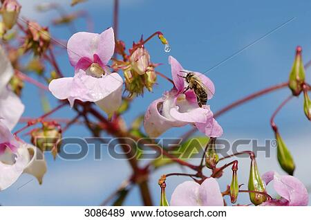 Stock Photo - Bee sitting on a flower, close-up . Fotosearch