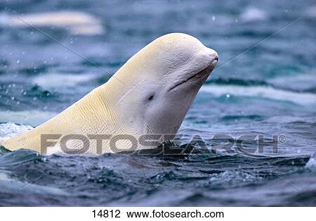 Beluga whale (Delphinapterus leucas) lifting head from water, Canada View Large Photo Image Stock Image - Beluga whale (Delphinapterus leucas) lifting head from water, Canada . Fotosearch