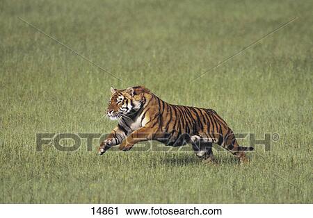 Bengal tiger (Panthera tigris) running in field, India View Large Photo Image Stock Image - Bengal tiger (Panthera tigris) running in field, India . Fotosearch