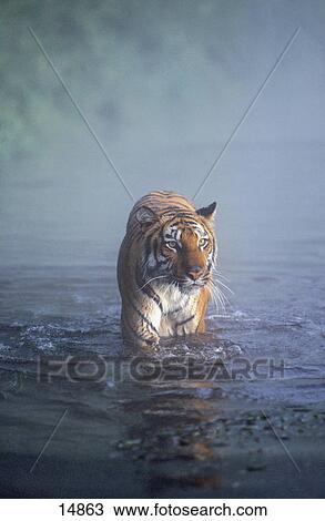 Bengal tiger (Panthera tigris) walking in water, India View Large Photo Image Stock Image - Bengal tiger (Panthera tigris) walking in water, India . Fotosearch