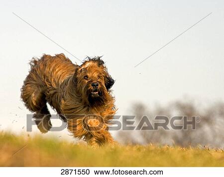 Stock Image - Berger de Briard running, full shot . Fotosearch