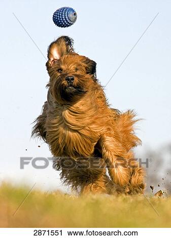 Stock Image - Berger de Briard running, full shot . Fotosearch