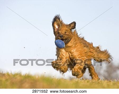 Berger de Briard running, full shot View Large Photo Image Stock Image - Berger de Briard running, full shot . Fotosearch