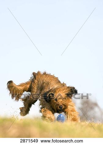 Stock Photo - Berger de Briard running, full shot . Fotosearch