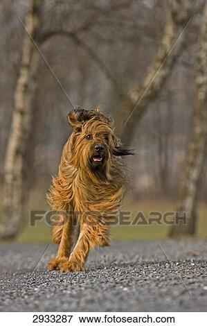 Berger de Briard running, full shot View Large Photo Image Stock Photo - Berger de Briard running, full shot . Fotosearch