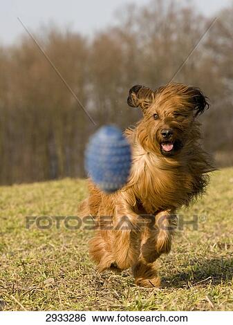 Berger de Briard running, full shot View Large Photo Image Stock Photograph - Berger de Briard running, full shot . Fotosearch