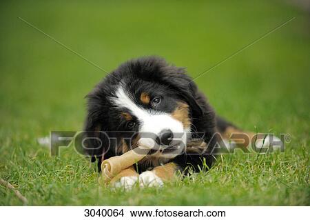 Bernese mountain dog puppy gnawing on bone, close-up View Large Photo Image Picture - Bernese mountain dog puppy gnawing on bone, close-up . Fotosearch