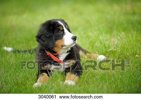 Stock Image - Bernese mountain dog puppy lying on a meadow . Fotosearch
