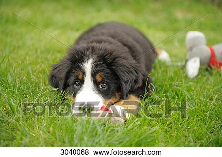 Bernese mountain dog puppy lying on a meadow, close-up View Large Photo Image Stock Photo - Bernese mountain dog puppy lying on a meadow, close-up . Fotosearch
