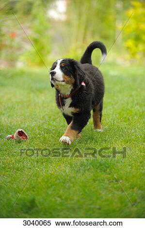 Bernese mountain dog puppy on a meadow View Large Photo Image Stock Photography - Bernese mountain dog puppy on a meadow . Fotosearch