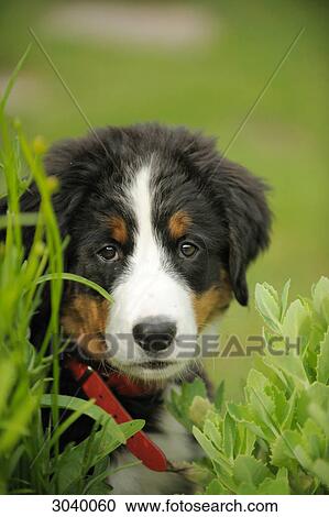 Bernese mountain dog puppy, portrait View Large Photo Image Stock Image - Bernese mountain dog puppy, portrait . Fotosearch