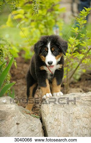 Bernese mountain dog puppy View Large Photo Image Stock Photograph - Bernese mountain dog puppy . Fotosearch