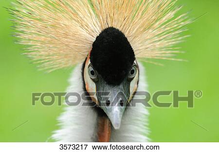 Stock Photo - Black Crowned Crane (Balearica pavonina), close-up . Fotosearch