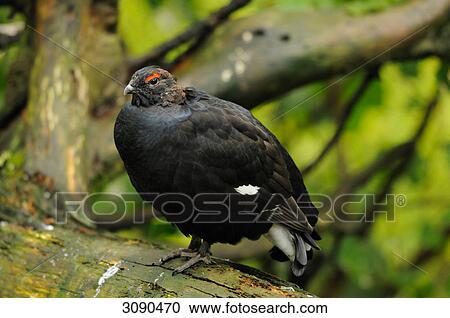 Black grouse, Lyrurus tetrix, Tetrao tetrix View Large Photo Image Stock Image - Black grouse, Lyrurus tetrix, Tetrao tetrix . Fotosearch