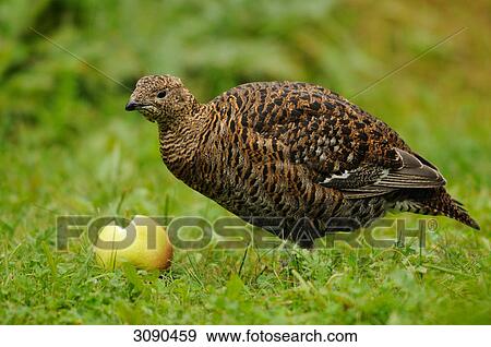 Black grouse, Lyrurus tetrix, Tetrao tetrix View Large Photo Image Stock Photo - Black grouse, Lyrurus tetrix, Tetrao tetrix . Fotosearch