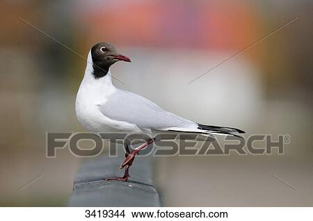 Black-headed gull (Larus ridibundus), side view View Large Photo Image Picture - Black-headed gull (Larus ridibundus), side view . Fotosearch