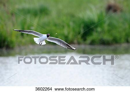 Black headed gull, Larus ridibundus View Large Photo Image Picture - Black headed gull, Larus ridibundus . Fotosearch