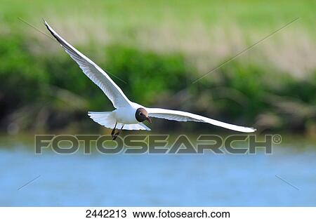 Stock Image - Black-headed Gull (Larus ridibundus) flying over lake, Germany . Fotosearch