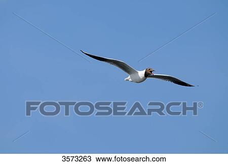 Black-headed Gull (Larus ridibundus) flying View Large Photo Image Stock Image - Black-headed Gull (Larus ridibundus) flying . Fotosearch