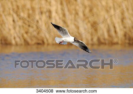 Stock Photo - Black-headed gull (Larus ridibundus) flying over the water, Franconia, Germany . Fotosearch