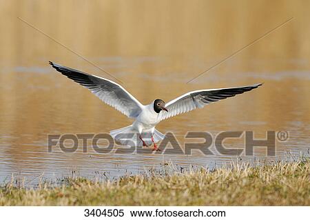 Black-headed gull (Larus ridibundus) landing on the waterfront, Franconia, Germany View Large Photo Image Stock Photography - Black-headed gull (Larus ridibundus) landing on the waterfront, Franconia, Germany . Fotosearch