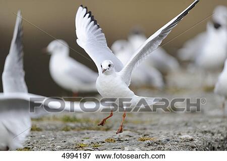 Black-headed Gulls (Larus Ridibundus) at Chiemsee, Bavaria, Germany View Large Photo Image Stock Photo - Black-headed Gulls (Larus Ridibundus) at Chiemsee, Bavaria, Germany . Fotosearch