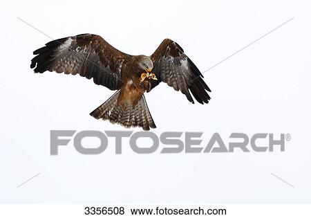 Stock Photo - Black Kite (Milvus migrans) flying, Bavaria, Germany . Fotosearch