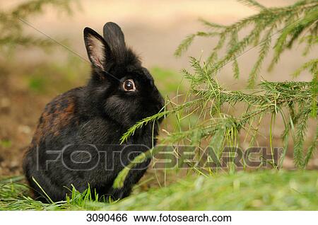 Black rabbit View Large Photo Image Stock Photograph - Black rabbit . Fotosearch