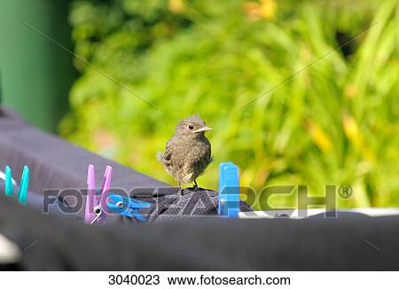 Black redstart (Phoenicurus ochruros) sitting on a clothesline, close-up View Large Photo Image Stock Image - Black redstart (Phoenicurus ochruros) sitting on a clothesline, close-up . Fotosearch