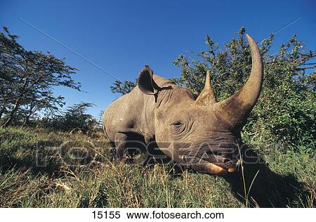 Stock Photography - Black Rhinoceros (Diceros bicornis) standing in forest, Ol Pejeta Reserve, Kenya . Fotosearch