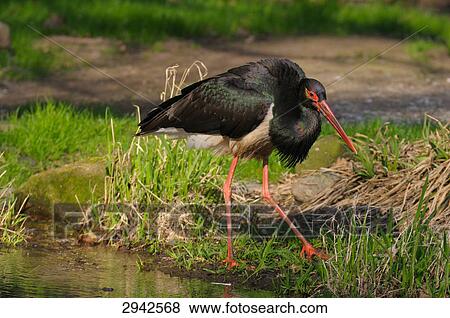 black stork (Ciconia nigra), full shot View Large Photo Image Stock Photo - black stork (Ciconia nigra), full shot . Fotosearch