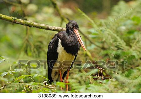 Stock Photo - Black Stork (Ciconia nigra) standing in the undergrowth, Bavarian Forest, Germany . Fotosearch