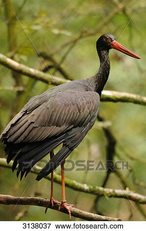 Stock Photo - Black Stork (Ciconia nigra) standing on branch, Bavarian Forest, Germany, side view . Fotosearch