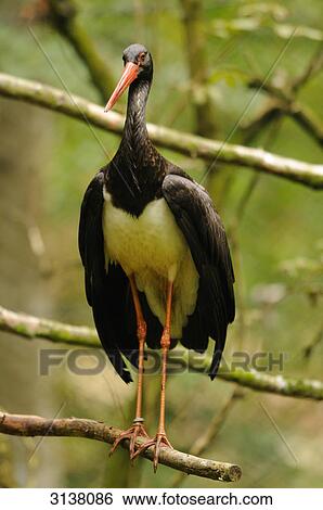 Black Stork (Ciconia nigra) standing on branch, Bavarian Forest, Germany, front view View Large Photo Image Stock Photograph - Black Stork (Ciconia nigra) standing on branch, Bavarian Forest, Germany, front view . Fotosearch