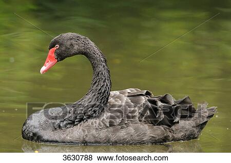 Black Swan (Cygnus atratus) swimming on water View Large Photo Image Stock Photo - Black Swan (Cygnus atratus) swimming on water . Fotosearch